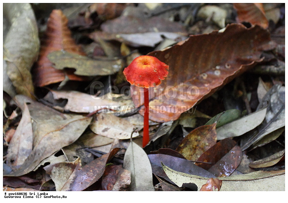  ���-�����, ��������������� ���������������� ���������� ���-�����, ������, ������������ �����, XYZ, ������������, Hygrophoraceae, ��������� ���������-�������, �������� ���������-�������, Hygrocybe miniata, Hygrophorus miniatus