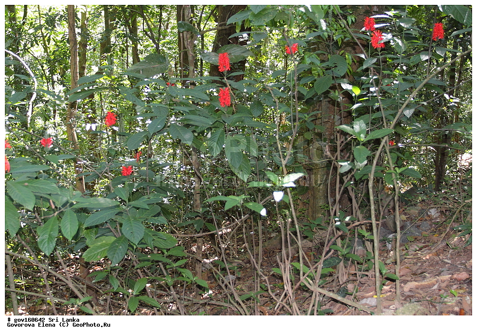 ���-�����, ��������������� ���������������� ���������� ���-�����, ������, ������ ��������, ��������, �����, ���������� ��������, �������, ������� ��������, ������, �����, ���������, �����, ����������, ����������� ��������, �����������, ������������ ��������, ������������ ��������, ������������, ������������ �����������, �����������, ������������, XYZ, ���������, Acanthaceae, ���������� �������, Pachystachys coccinea, Jacobinia coccinea, Justicia coccinea, Thyrsacanthus coccineus, ����������� ��������, ������������ ��������, ����������� ��������, ������������ ��������, �����������, ������������