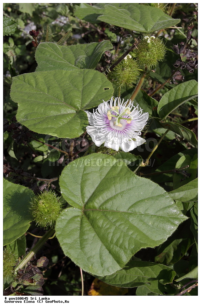 ���-�����, ��������������� ���������������� ���������� ���-�����, ������, ������ ��������, ��������, �����, ���������� ��������, �������, ������� ��������, ������, �����, �����, �����, ����������� ��������, �����������, ������������ ��������, ������������ ��������, ������������, ������������ �����������, �����������, ������������, XYZ, ��������������, Passifloraceae, ����������� �������, ���������� �������, ���������� ����������, ����������� ����������, Passiflora foetida, Passiflora baraquiniana, Passiflora gossypiifolia, Passiflora hirsuta, Passiflora hispida, Passiflora nigelliflora, Passiflora polyadena, Passiflora variegata, Passiflora vesicaria, ����������� ��������, ������������ ��������, ����������� ��������, ������������ ��������, �����������, ������������