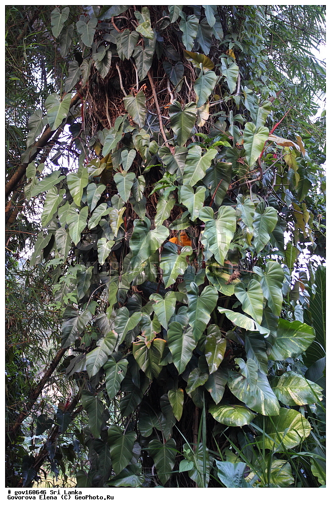 Blushing Philodendron (Philodendron erubescens) Sri Lanka |   /GeoPhoto | GetImages Group