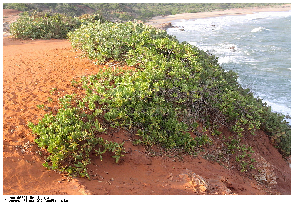 ���-�����, ��������������� ���������������� ���������� ���-�����, ������, ������ ��������, ��������, �����, ���������� ��������, ������, �����, ���������, �����, ����������, ����������� ��������, �����������, ������������ ��������, ������������ ��������, ������������, ����������� ��������, ������������ ��������, ����������� ��������, ������������ ��������, �����������, ������������, XYZ, ����������, Goodeniaceae, ������� �������, ������� �����������, Scaevola taccada, Lobelia frutescens, Lobelia taccada, Scaevola billardieri, Scaevola chlorantha, Scaevola frutescens, Scaevola koenigii, Scaevola lambertiana, Scaevola latevaga, Scaevola leschenaultii, Scaevola macrocalyx, Scaevola piliplena, Scaevola plumerioides, Scaevola sericea, Scaevola sericea var. taccada