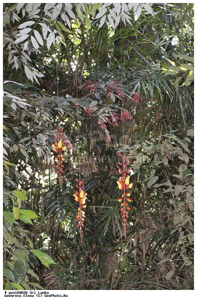 ���-�����, ��������������� ���������������� ���������� ���-�����, ������, ������ ��������, ��������, �����, ���������� ��������, �������, ������� ��������, ������, �����, �����, �����, ����������� ��������, �����������, ������������ ��������, ������������ ��������, ������������, ������������ �����������, �����������, ������������, XYZ, ���������, Acanthaceae, ��������� �����������, ��������� ����������, Thunbergia mysorensis, Hexacentris mysorensis, ����������� ��������, ������������ ��������, ����������� ��������, ������������ ��������, �����������, ������������