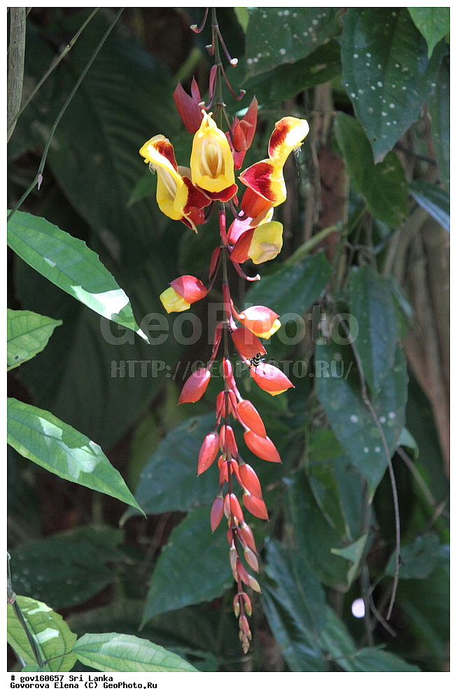 ���-�����, ��������������� ���������������� ���������� ���-�����, ������, ������ ��������, ��������, �����, ���������� ��������, �������, ������� ��������, ������, �����, �����, �����, ����������� ��������, �����������, ������������ ��������, ������������ ��������, ������������, ������������ �����������, �����������, ������������, XYZ, ���������, Acanthaceae, ��������� �����������, ��������� ����������, Thunbergia mysorensis, Hexacentris mysorensis, ����������� ��������, ������������ ��������, ����������� ��������, ������������ ��������, �����������, ������������