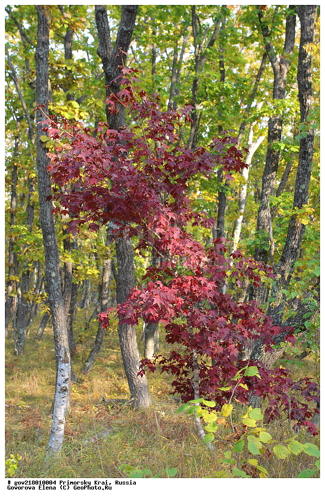 ������-�������� ����������, ������-�������� ��������������� ��������� ���������� ����������, ������-�����, �����������, ���������� ����, ��������, ������� ������, ������, ������ ��������, �����, ��������, ���������� ��������, ������, ����������� ��������, �����������, �����������, ������������ ��������, ������������ ��������, XYZ, ��������, ����������, Aceraceae, Sapindaceae, ��� ����, ��� ������������, ���� ����, ���� ������������, Acer mono, Acer cappadocicum ssp. mono, Acer truncatum ssp. Mono, Acer pictum subsp mono