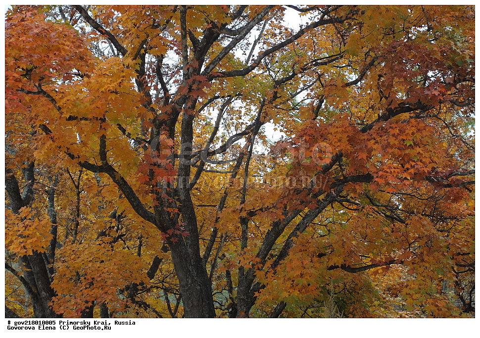 ������-�������� ����������, ������-�������� ��������������� ��������� ���������� ����������, ������-�����, �����������, ���������� ����, ��������, ������� ������, ������, ������ ��������, �����, ��������, ���������� ��������, ������, ����������� ��������, �����������, �����������, ������������ ��������, ������������ ��������, XYZ, ��������, ����������, Aceraceae, Sapindaceae, ��� ����, ��� ������������, ���� ����, ���� ������������, Acer mono, Acer cappadocicum ssp. mono, Acer truncatum ssp. Mono, Acer pictum subsp mono