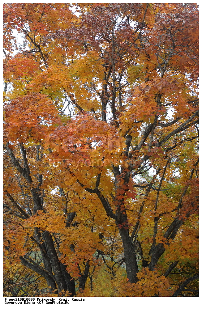 ������-�������� ����������, ������-�������� ��������������� ��������� ���������� ����������, ������-�����, �����������, ���������� ����, ��������, ������� ������, ������, ������ ��������, �����, ��������, ���������� ��������, ������, ����������� ��������, �����������, �����������, ������������ ��������, ������������ ��������, XYZ, ��������, ����������, Aceraceae, Sapindaceae, ��� ����, ��� ������������, ���� ����, ���� ������������, Acer mono, Acer cappadocicum ssp. mono, Acer truncatum ssp. Mono, Acer pictum subsp mono