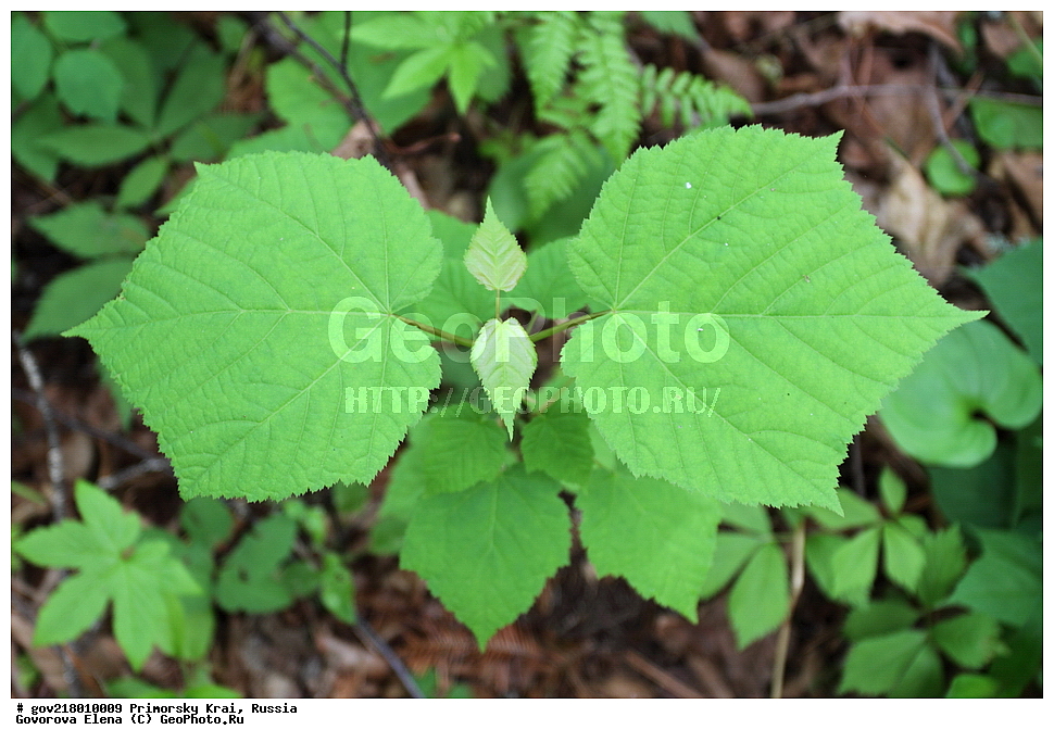 ������-�������� ����������, ������-�������� ��������������� ��������� ���������� ����������, ������-�����, �����������, ���������� ����, ��������, ������� ������, ������, ������ ��������, �����, ��������, ���������� ��������, ������, ����������� ��������, �����������, �����������, ������������ ��������, ������������ ��������, XYZ, ��������, ����������, Aceraceae, Sapindaceae, ��� �����������, ���-����, ��� ���������, ��� ������������, ���� �����������, ����-����, ���� ���������, ���� ������������, Acer tegmentosum