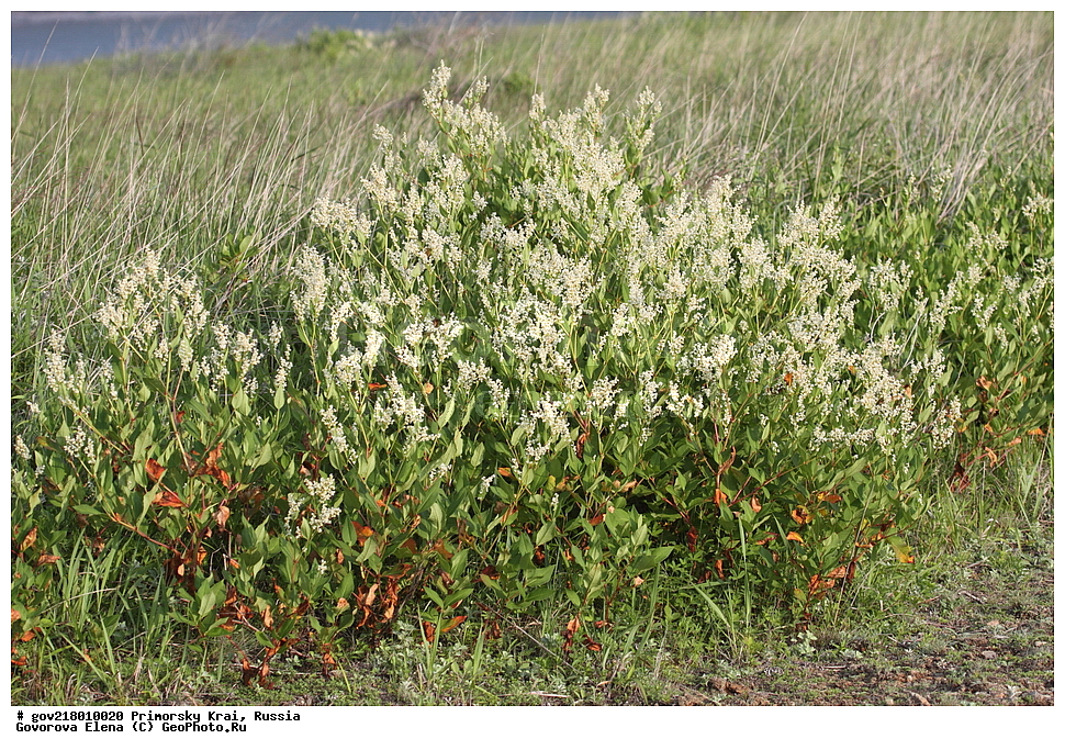 ������-�������� ����������, ������-�������� ��������������� ��������� ���������� ����������, ������-�����, �����������, ���������� ����, ��������, ������� ������, ������, ������ ��������, �����, ��������, ���������� ��������, �����������, ����������� ��������, �����, ����������� ��������, �����������, �����������, ������������ ��������, ������������ ��������, ������������, ������������ �����������, �����������, ������������, ������������ ��������, ������������ ��������, ������, �����, XYZ, ���������, ����������, Polygonaceae, ����� ����, ����� ����, ���������� ����, Aconogonon jurii, Polygonum jurii, Polygonum luxurians, Polygonum platyphyllum