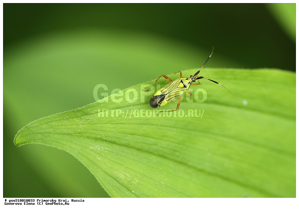 ������-�������� ����������, ������-�������� ��������������� ��������� ���������� ���������� , ������-�����, �����������, ���������� ����, ��������, ������� ������, ������, ��������, ��������, �����, ��������������, �������������, XYZ, ��������, Miridae, ����, Adelphocoris sp.