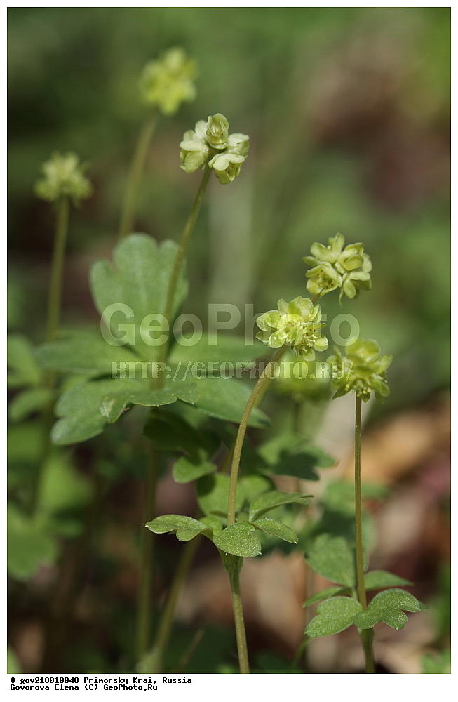 ������-�������� ����������, ������-�������� ��������������� ��������� ���������� ����������, ������-�����, �����������, ���������� ����, ��������, ������� ������, ������, ������ ��������, �����, ��������, ���������� ��������, �����������, ����������� ��������, �����, ����������� ��������, �����������, �����������, ������������ ��������, ������������ ��������, ������������, ������������ �����������, �����������, ������������, ������������ ��������, ������������ ��������, ������, �����, XYZ, ���������, Adoxaceae, ������ ���������, ���������� ���������, ����������, Adoxa moschatellina