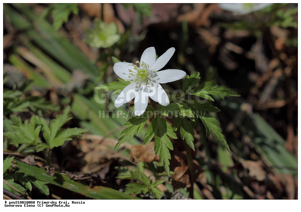 ������-�������� ����������, ������-�������� ��������������� ��������� ���������� ����������, ������-�����, �����������, ���������� ����, ��������, ������� ������, ������, ������ ��������, �����, ��������, ���������� ��������, �����������, ����������� ��������, �����, ����������� ��������, �����������, �����������, ������������ ��������, ������������ ��������, ������������, ������������ �����������, �����������, ������������, ������������ ��������, ������������ ��������, ������, �����, XYZ, ���������, Ranunculaceae, ��������� ��������, ������� ��������, ����������� ��������, ���������� ��������, ����������� ��������, Anemone amurensis, Anemone nemorosa ssp. amurensis, Anemone nemorosa var. fissa, Anemonoides amurensis