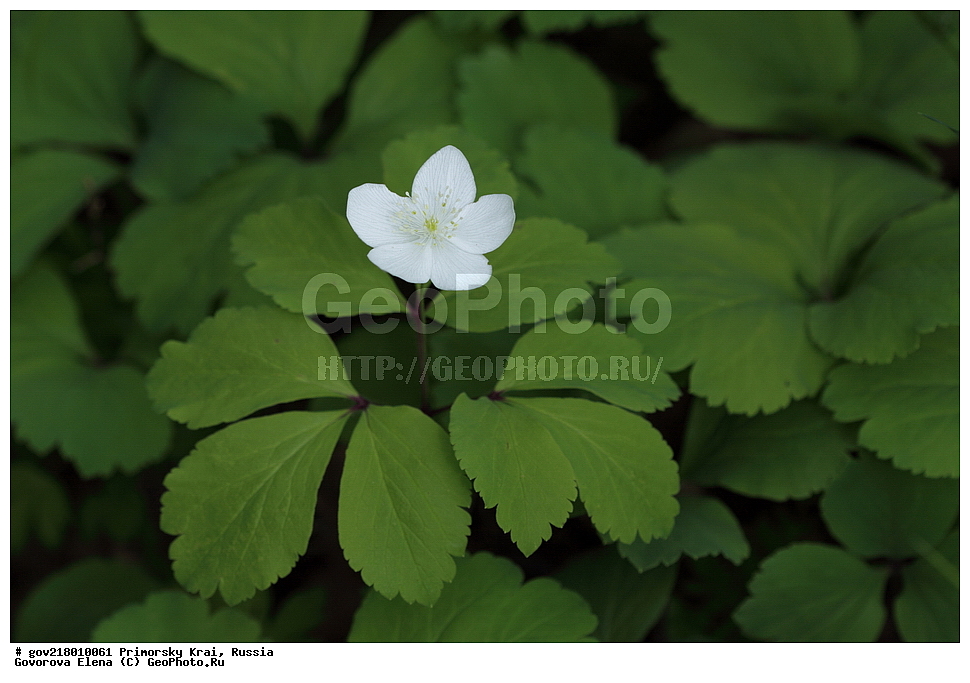 ������-�������� ����������, ������-�������� ��������������� ��������� ���������� ����������, ������-�����, �����������, ���������� ����, ��������, ������� ������, ������, ������ ��������, �����, ��������, ���������� ��������, �����������, ����������� ��������, �����, ����������� ��������, �����������, �����������, ������������ ��������, ������������ ��������, ������������, ������������ �����������, �����������, ������������, ������������ ��������, ������������ ��������, ������, �����, XYZ, ���������, Ranunculaceae, ��������� ������, ���������� ������, ����������� ������, Anemone udensis, Anemonoides udensis