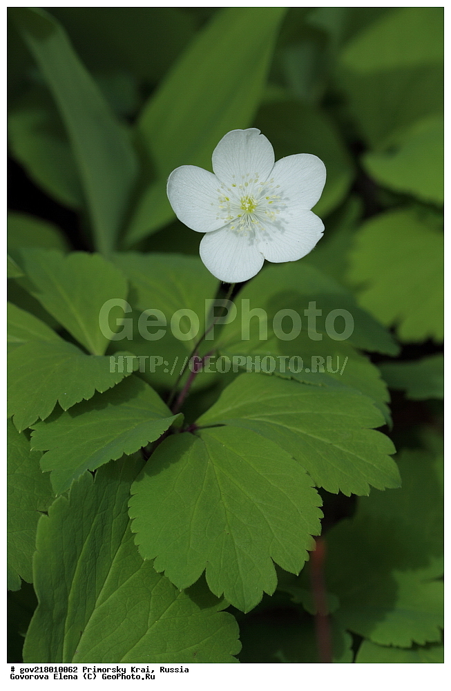 ������-�������� ����������, ������-�������� ��������������� ��������� ���������� ����������, ������-�����, �����������, ���������� ����, ��������, ������� ������, ������, ������ ��������, �����, ��������, ���������� ��������, �����������, ����������� ��������, �����, ����������� ��������, �����������, �����������, ������������ ��������, ������������ ��������, ������������, ������������ �����������, �����������, ������������, ������������ ��������, ������������ ��������, ������, �����, XYZ, ���������, Ranunculaceae, ��������� ������, ���������� ������, ����������� ������, Anemone udensis, Anemonoides udensis