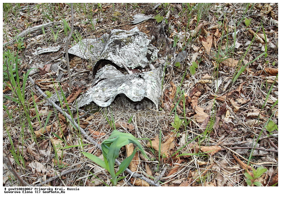 ������-�������� ����������, ������-�������� ��������������� ��������� ���������� ���������� , ������-�����, �����������, ���������� ����, ��������, ������� ������, ������, ��������, ��������, ��������, �����������, �����, �����, XYZ, �������������, Motacillidae, ��������� �����, ��������� �����, Anthus hodgsoni