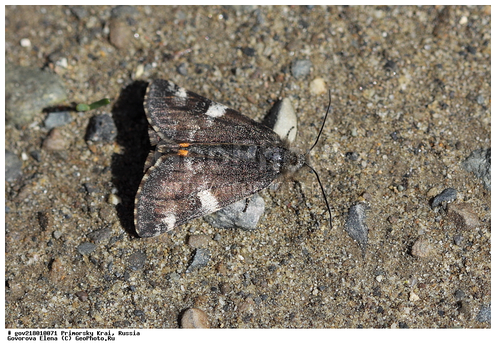 ������-�������� ����������, ������-�������� ��������������� ��������� ���������� ���������� , ������-�����, �����������, ���������� ����, ��������, ������� ������, ������, ��������, ��������, �����, ��������������, �������������, ���������, ���������, �������, �������, XYZ, ��������, ���������, Geometridae, ��������� ���������, ��������� ������������, Archiearis parthenias