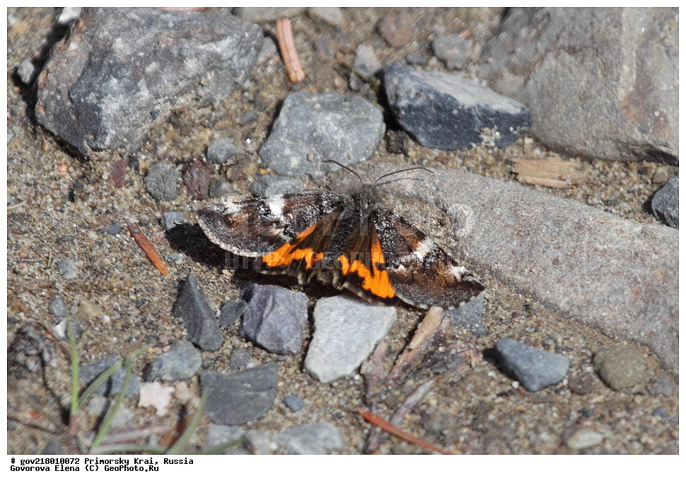 ������-�������� ����������, ������-�������� ��������������� ��������� ���������� ���������� , ������-�����, �����������, ���������� ����, ��������, ������� ������, ������, ��������, ��������, �����, ��������������, �������������, ���������, ���������, �������, �������, XYZ, ��������, ���������, Geometridae, ��������� ���������, ��������� ������������, Archiearis parthenias