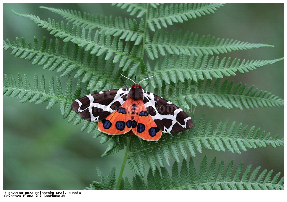 ������-�������� ����������, ������-�������� ��������������� ��������� ���������� ���������� , ������-�����, �����������, ���������� ����, ��������, ������� ������, ������, ��������, ��������, �����, ��������������, �������������, ���������, ���������, �������, �������, XYZ, ���������, Arctiidae, ���������-����, Arctia caja