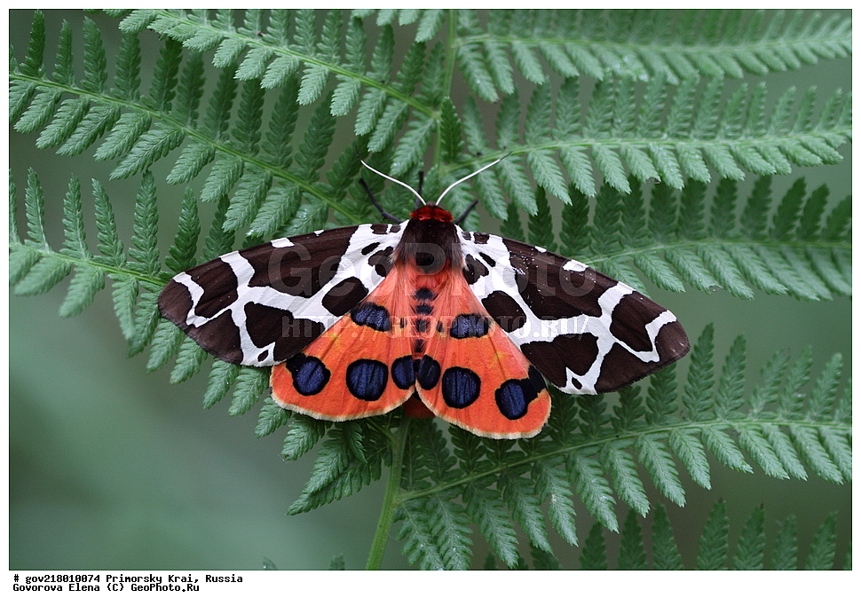 ������-�������� ����������, ������-�������� ��������������� ��������� ���������� ���������� , ������-�����, �����������, ���������� ����, ��������, ������� ������, ������, ��������, ��������, �����, ��������������, �������������, ���������, ���������, �������, �������, XYZ, ���������, Arctiidae, ���������-����, Arctia caja