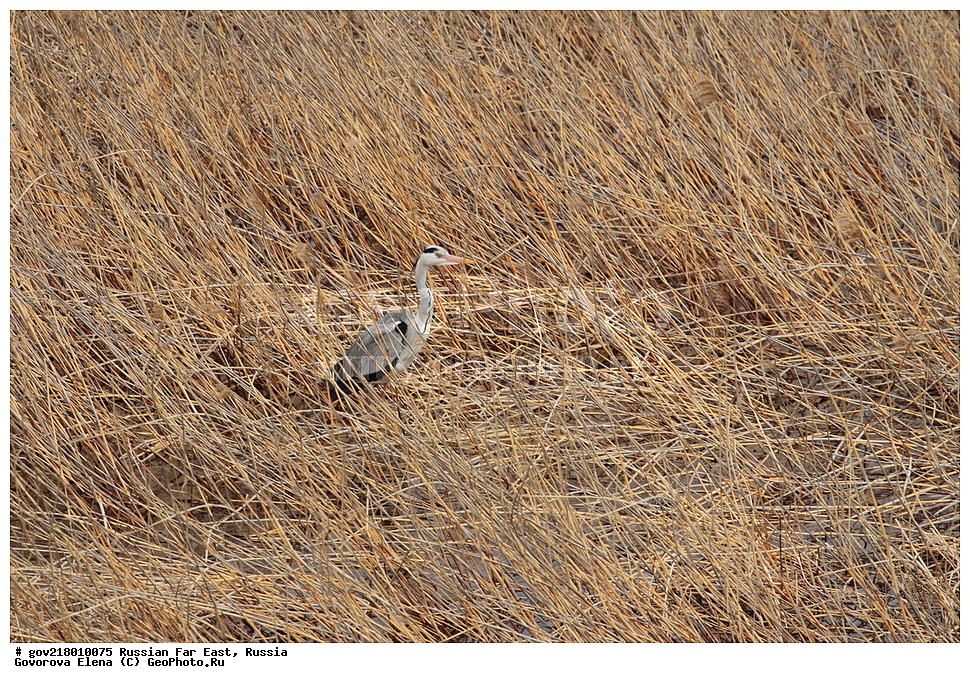 ������-�������� ����������, ������-�������� ��������������� ��������� ���������� ���������� , ������-�����, �����������, ���������� ����, ��������, ������� ������, ������, ��������, ��������, �����, �����, ��������, �����������, XYZ, ��������, Ardeidae, ����� �����, Ardea cinerea