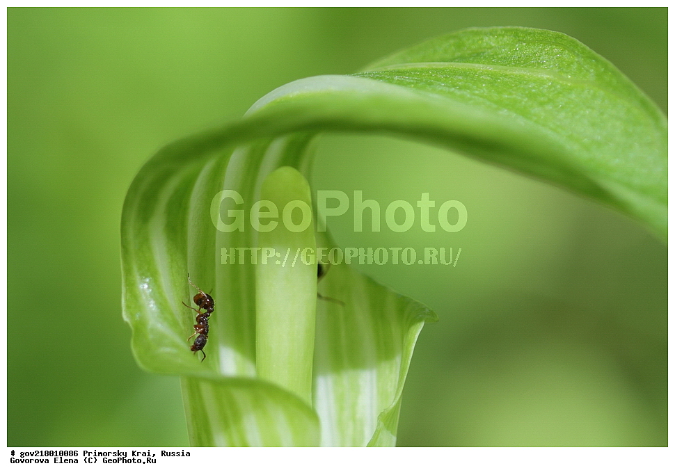 ������-�������� ����������, ������-�������� ��������������� ��������� ���������� ����������, ������-�����, �����������, ���������� ����, ��������, ������� ������, ������, ������ ��������, �����, ��������, ���������� ��������, �����������, ����������� ��������, �����, ����������� ��������, �����������, �����������, ������������ ��������, ������������ ��������, ������������, ������������ �����������, �����������, ������������, ������������ ��������, ������������ ��������, ������, �����, XYZ, ��������, �����������, Araceae, �������������� ��������, ������� ��������, Arisaema amurense