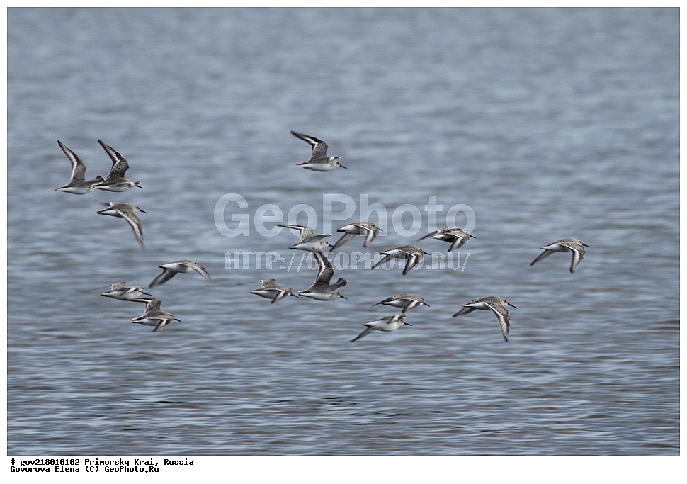 ������-�������� ����������, ������-�������� ��������������� ��������� ���������� ���������� , ������-�����, �����������, ���������� ����, ��������, ������� ������, ������, ��������, ��������, ��������, �����������, �����, �����, �����, ������, XYZ, ���������, Scolopacidae, ����������, Calidris alpina