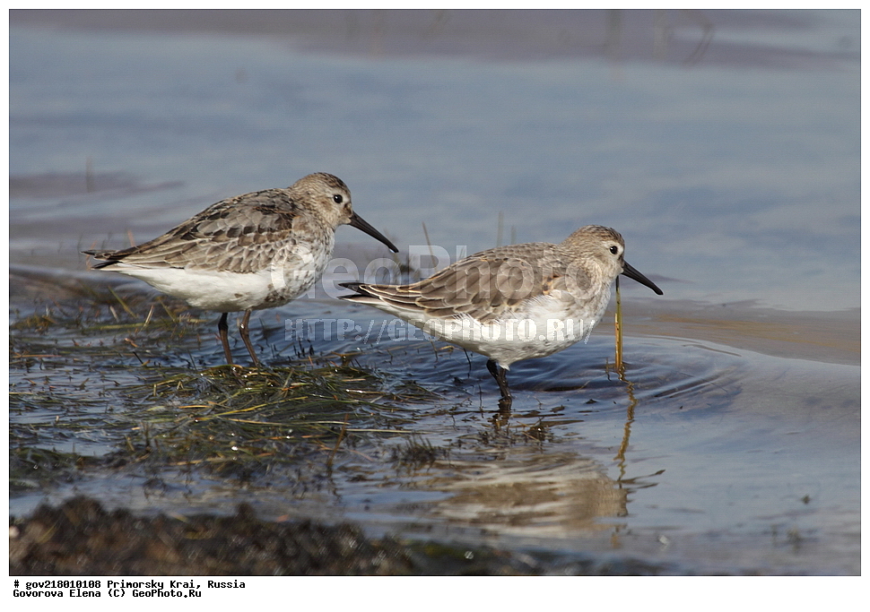 ������-�������� ����������, ������-�������� ��������������� ��������� ���������� ���������� , ������-�����, �����������, ���������� ����, ��������, ������� ������, ������, ��������, ��������, ��������, �����������, �����, �����, �����, ������, XYZ, ���������, Scolopacidae, ����������, Calidris alpina