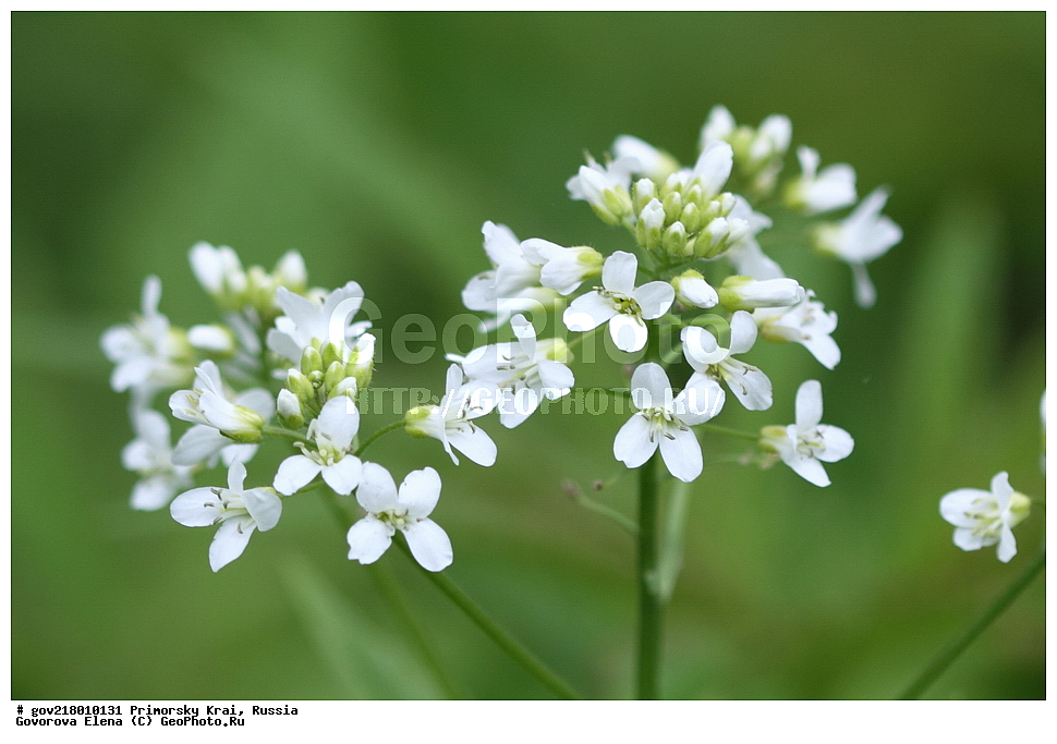 ������-�������� ����������, ������-�������� ��������������� ��������� ���������� ����������, ������-�����, �����������, ���������� ����, ��������, ������� ������, ������, ������ ��������, �����, ��������, ���������� ��������, �����������, ����������� ��������, �����, ����������� ��������, �����������, �����������, ������������ ��������, ������������ ��������, ������������, ������������ �����������, �����������, ������������, ������������ ��������, ������������ ��������, ������, �����, XYZ, ���������, ����������, �������������, Brassicaceae, Cruciferae, ��������� �������������, ��������� �����, Cardamine leucantha, Cardamine cathayensis, Cardamine dasyloba, Cardamine leucantha var. crenata, Cardamine macrophylla var. parviflora, Dentaria dasyloba, Dentaria leucantha, Dentaria macrophylla var. dasyloba