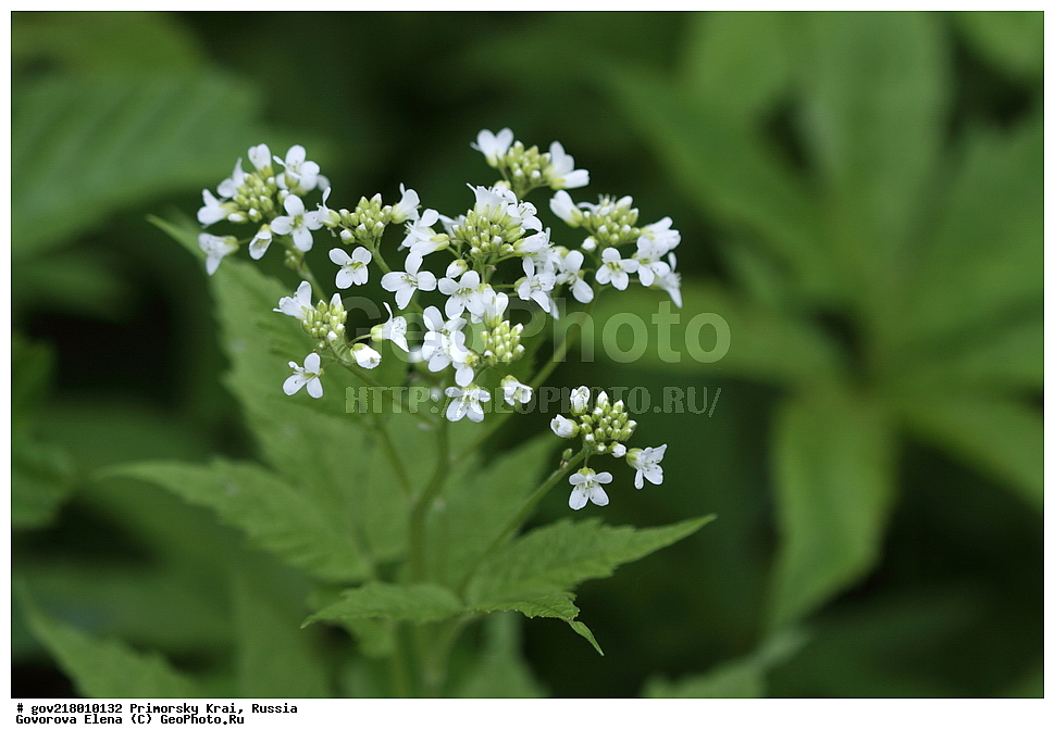 ������-�������� ����������, ������-�������� ��������������� ��������� ���������� ����������, ������-�����, �����������, ���������� ����, ��������, ������� ������, ������, ������ ��������, �����, ��������, ���������� ��������, �����������, ����������� ��������, �����, ����������� ��������, �����������, �����������, ������������ ��������, ������������ ��������, ������������, ������������ �����������, �����������, ������������, ������������ ��������, ������������ ��������, ������, �����, XYZ, ���������, ����������, �������������, Brassicaceae, Cruciferae, ��������� �������������, ��������� �����, Cardamine leucantha, Cardamine cathayensis, Cardamine dasyloba, Cardamine leucantha var. crenata, Cardamine macrophylla var. parviflora, Dentaria dasyloba, Dentaria leucantha, Dentaria macrophylla var. dasyloba