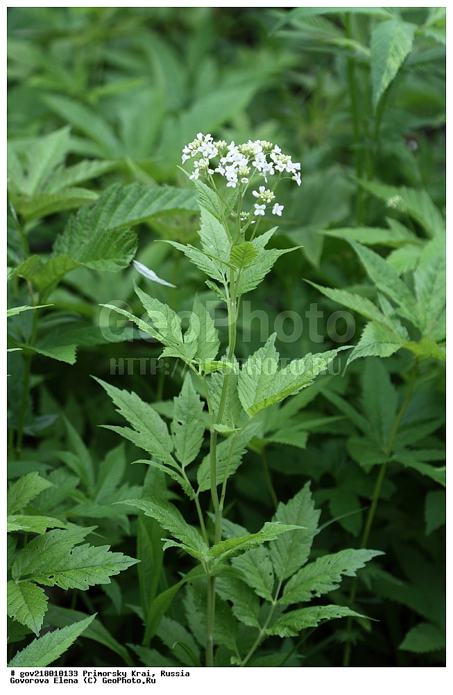 ������-�������� ����������, ������-�������� ��������������� ��������� ���������� ����������, ������-�����, �����������, ���������� ����, ��������, ������� ������, ������, ������ ��������, �����, ��������, ���������� ��������, �����������, ����������� ��������, �����, ����������� ��������, �����������, �����������, ������������ ��������, ������������ ��������, ������������, ������������ �����������, �����������, ������������, ������������ ��������, ������������ ��������, ������, �����, XYZ, ���������, ����������, �������������, Brassicaceae, Cruciferae, ��������� �������������, ��������� �����, Cardamine leucantha, Cardamine cathayensis, Cardamine dasyloba, Cardamine leucantha var. crenata, Cardamine macrophylla var. parviflora, Dentaria dasyloba, Dentaria leucantha, Dentaria macrophylla var. dasyloba