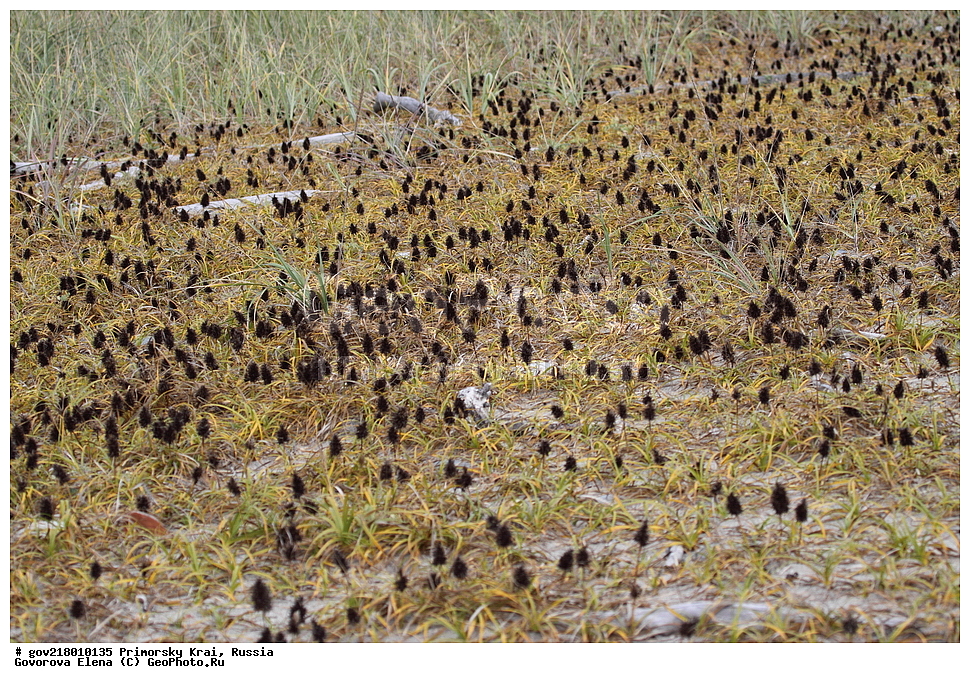 ������-�������� ����������, ������-�������� ��������������� ��������� ���������� ����������, ������-�����, �����������, ���������� ����, ��������, ������� ������, ������, ������ ��������, �����, ��������, ���������� ��������, �����������, ����������� ��������, �����, ����������� ��������, �����������, �����������, ������������ ��������, ������������ ��������, ������������, ������������ �����������, �����������, ������������, ������������ ��������, ������������ ��������, ������, �����, XYZ, ��������, �������, Cyperaceae, ����� �������������, ����� �������������, Carex macrocephala, Vignea macrocephala