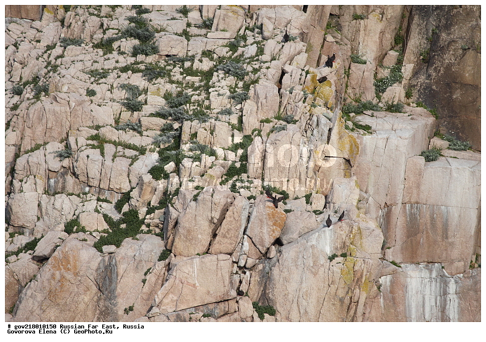 ������-�������� ����������, ������-�������� ��������������� ��������� ���������� ���������� , ������-�����, �����������, ���������� ����, ��������, ������� ������, ������, ��������, ��������, �����, �����, ��������, �����������, ������� �����, ������� �����, XYZ, ����������, Alcidae, ������� ������, Cepphus carbo