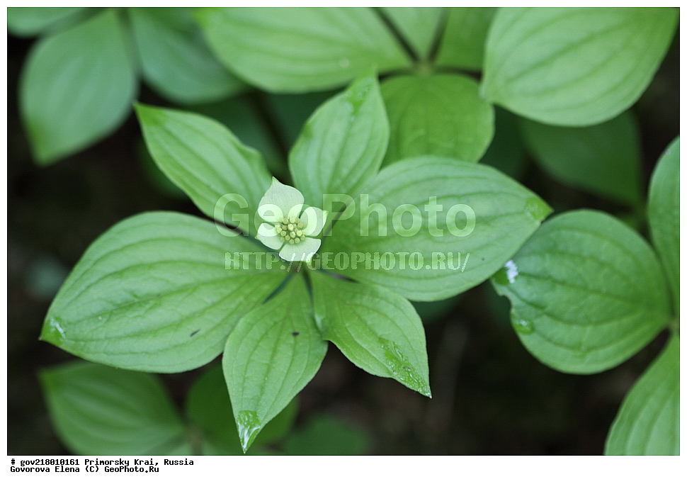 ������-�������� ����������, ������-�������� ��������������� ��������� ���������� ����������, ������-�����, �����������, ���������� ����, ��������, ������� ������, ������, ������ ��������, �����, ��������, ���������� ��������, �����������, ����������� ��������, �����, ����������� ��������, �����������, �����������, ������������ ��������, ������������ ��������, ������������, ������������ �����������, �����������, ������������, ������������ ��������, ������������ ��������, ������, �����, XYZ, ���������, Cornaceae, ĸ��� ���������, ����� ���������, ����� ���������, Chamaepericlymenum canadense, Cornus canadensis