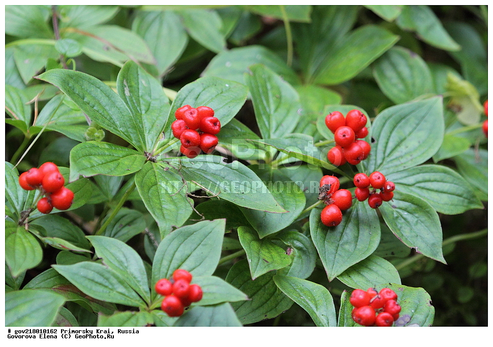 ������-�������� ����������, ������-�������� ��������������� ��������� ���������� ����������, ������-�����, �����������, ���������� ����, ��������, ������� ������, ������, ������ ��������, �����, ��������, ���������� ��������, �����������, ����������� ��������, �����, ����������� ��������, �����������, �����������, ������������ ��������, ������������ ��������, ������������, ������������ �����������, �����������, ������������, ������������ ��������, ������������ ��������, ������, �����, XYZ, ���������, Cornaceae, ĸ��� ���������, ����� ���������, ����� ���������, Chamaepericlymenum canadense, Cornus canadensis