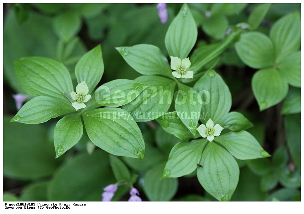 ������-�������� ����������, ������-�������� ��������������� ��������� ���������� ����������, ������-�����, �����������, ���������� ����, ��������, ������� ������, ������, ������ ��������, �����, ��������, ���������� ��������, �����������, ����������� ��������, �����, ����������� ��������, �����������, �����������, ������������ ��������, ������������ ��������, ������������, ������������ �����������, �����������, ������������, ������������ ��������, ������������ ��������, ������, �����, XYZ, ���������, Cornaceae, ĸ��� ���������, ����� ���������, ����� ���������, Chamaepericlymenum canadense, Cornus canadensis