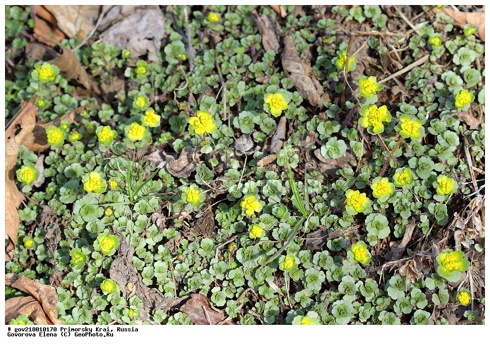 ������-�������� ����������, ������-�������� ��������������� ��������� ���������� ����������, ������-�����, �����������, ���������� ����, ��������, ������� ������, ������, ������ ��������, �����, ��������, ���������� ��������, �����������, ����������� ��������, �����, ����������� ��������, �����������, �����������, ������������ ��������, ������������ ��������, ������������, ������������ �����������, �����������, ������������, ������������ ��������, ������������ ��������, ������, �����, XYZ, �������������, Saxifragaceae, ����������� ����������, ������������ ����������, Chrysosplenium pilosum, Chrysosplenium fulvum, Chrysosplenium vidalii