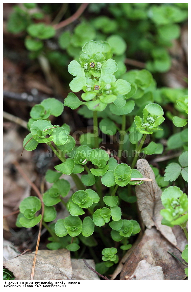 ������-�������� ����������, ������-�������� ��������������� ��������� ���������� ����������, ������-�����, �����������, ���������� ����, ��������, ������� ������, ������, ������ ��������, �����, ��������, ���������� ��������, �����������, ����������� ��������, �����, ����������� ��������, �����������, �����������, ������������ ��������, ������������ ��������, ������������, ������������ �����������, �����������, ������������, ������������ ��������, ������������ ��������, ������, �����, XYZ, �������������, Saxifragaceae, ����������� ���������, ������������ ���������, Chrysosplenium ramosum