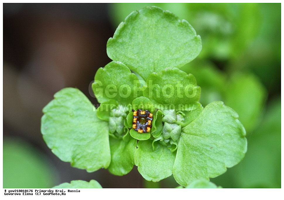 ������-�������� ����������, ������-�������� ��������������� ��������� ���������� ����������, ������-�����, �����������, ���������� ����, ��������, ������� ������, ������, ������ ��������, �����, ��������, ���������� ��������, �����������, ����������� ��������, �����, ����������� ��������, �����������, �����������, ������������ ��������, ������������ ��������, ������������, ������������ �����������, �����������, ������������, ������������ ��������, ������������ ��������, ������, �����, XYZ, �������������, Saxifragaceae, ����������� ���������, ������������ ���������, Chrysosplenium ramosum