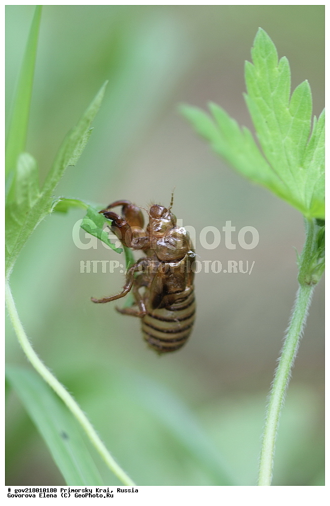 ������-�������� ����������, ������-�������� ��������������� ��������� ���������� ���������� , ������-�����, �����������, ���������� ����, ��������, ������� ������, ������, ��������, ��������, �����, ��������������, �������������, ���������, ���������, XYZ, ������, ������ ������,��������� ������, Cicadidae, ������ ������, ������ ������, Cicadetta montana