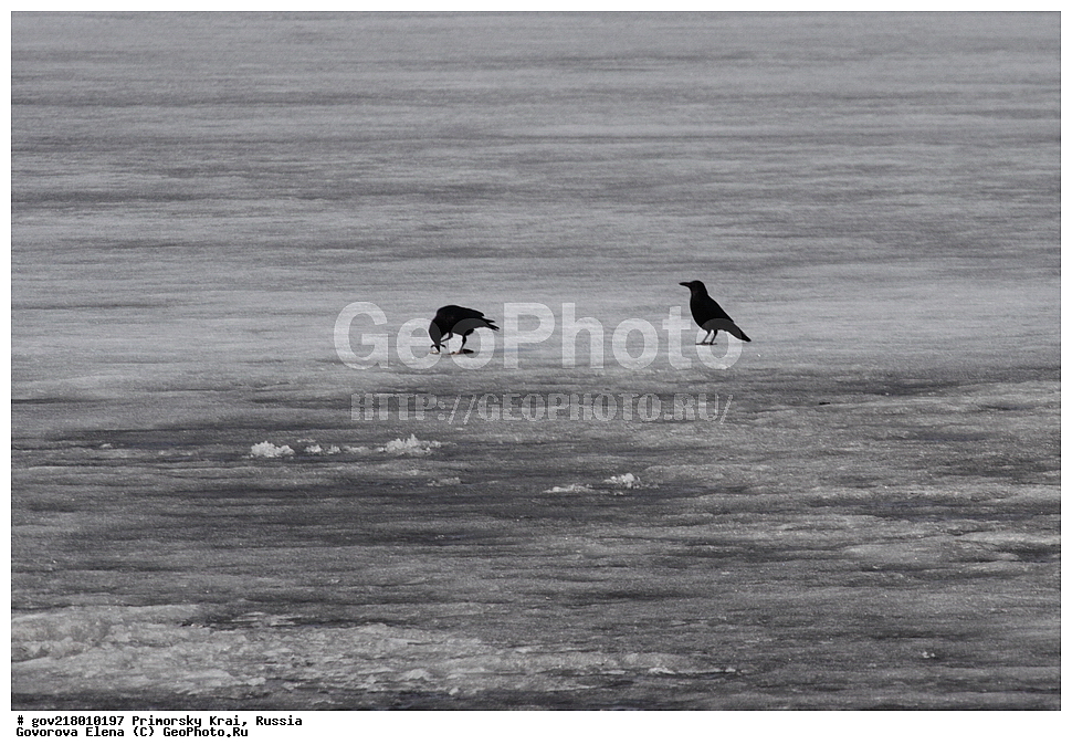 ������-�������� ����������, ������-�������� ��������������� ��������� ���������� ���������� , ������-�����, �����������, ���������� ����, ��������, ������� ������, ������, ��������, ��������, ��������, �����������, �����, �����, XYZ, ��������, ���������, Corvidae, ������������ ������, Corvus macrorhynchos