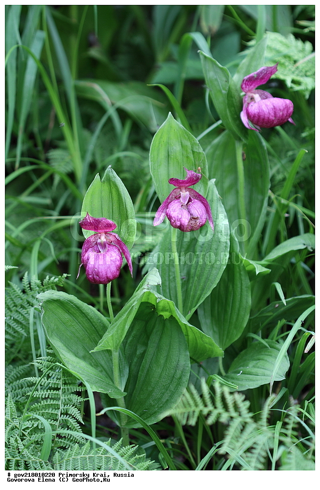 ������-�������� ����������, ������-�������� ��������������� ��������� ���������� ����������, ������-�����, �����������, ���������� ����, ��������, ������� ������, ������, ������ ��������, �����, ��������, ���������� ��������, �����������, ����������� ��������, �����, ����������� ��������, �����������, �����������, ������������ ��������, ������������ ��������, ������������, ������������ �����������, �����������, ������������, ������������ ��������, ������������ ��������, ������, �����, XYZ, ��������, ������������, �������, Orchidaceae, ������� �������� ���������������, �������� ���������������, �������� �������������, �������� ��������, ��������� ��������, ������� ����������, Cypripedium macranthon, Cypripedium macranthos, Cypripedium macranthum