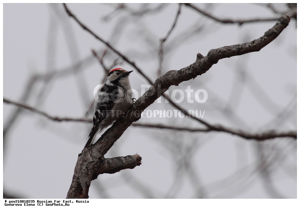 ������-�������� ����������, ������-�������� ��������������� ��������� ���������� ���������� , ������-�����, �����������, ���������� ����, ��������, ������� ������, ������, ��������, ��������, ��������, �����������, �����, �����, XYZ, ��������, �����, ��������� ��������, Picidae, ����� ������ �����, ����� ������� �����, ����� �����, Picoides minor, Dendrocopos minor