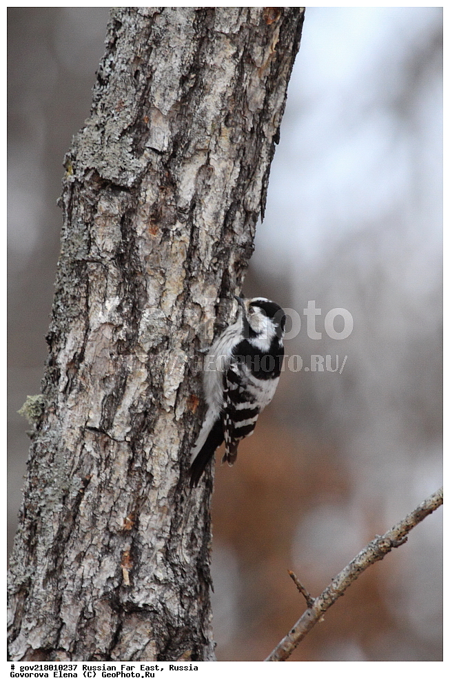������-�������� ����������, ������-�������� ��������������� ��������� ���������� ���������� , ������-�����, �����������, ���������� ����, ��������, ������� ������, ������, ��������, ��������, ��������, �����������, �����, �����, XYZ, ��������, �����, ��������� ��������, Picidae, ����� ������ �����, ����� ������� �����, ����� �����, Picoides minor, Dendrocopos minor