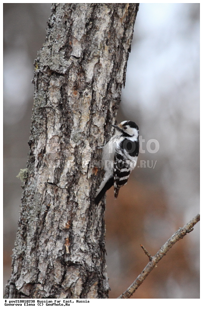 ������-�������� ����������, ������-�������� ��������������� ��������� ���������� ���������� , ������-�����, �����������, ���������� ����, ��������, ������� ������, ������, ��������, ��������, ��������, �����������, �����, �����, XYZ, ��������, �����, ��������� ��������, Picidae, ����� ������ �����, ����� ������� �����, ����� �����, Picoides minor, Dendrocopos minor
