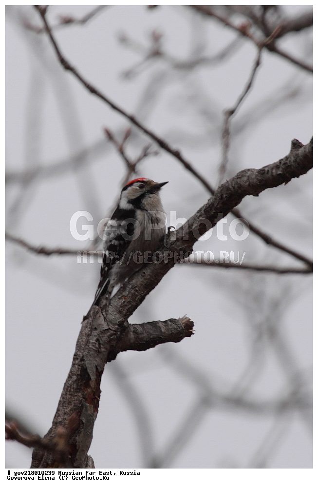 ������-�������� ����������, ������-�������� ��������������� ��������� ���������� ���������� , ������-�����, �����������, ���������� ����, ��������, ������� ������, ������, ��������, ��������, ��������, �����������, �����, �����, XYZ, ��������, �����, ��������� ��������, Picidae, ����� ������ �����, ����� ������� �����, ����� �����, Picoides minor, Dendrocopos minor