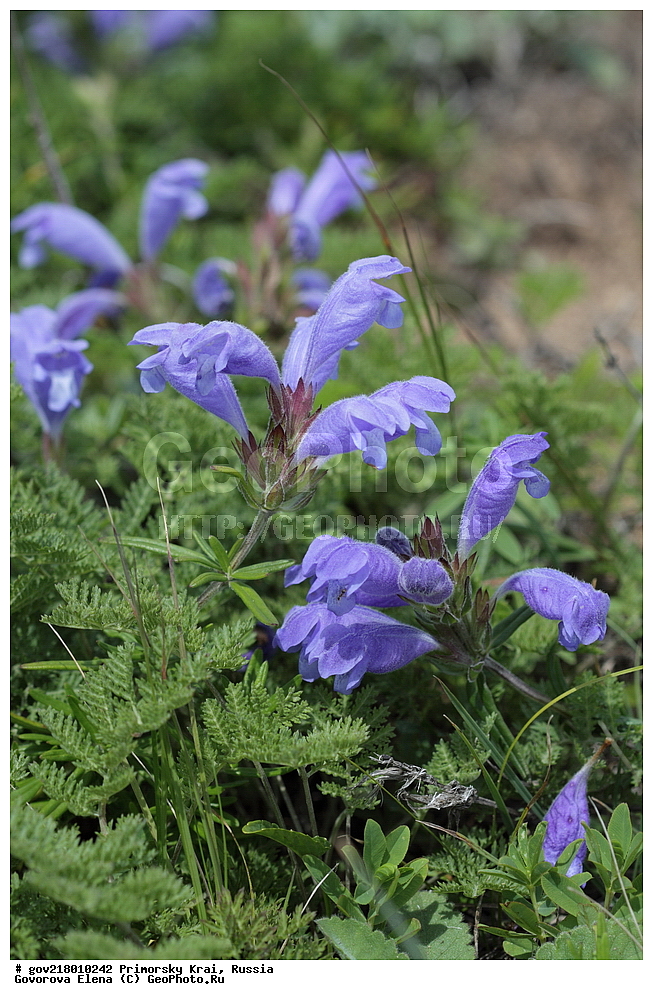  ������-�������� ����������, ������-�������� ��������������� ��������� ���������� ����������, ������-�����, �����������, ���������� ����, ��������, ������� ������, ������, ������ ��������, �����, ��������, ���������� ��������, �����������, ����������� ��������, �����, ����������� ��������, �����������, �����������, ������������ ��������, ������������ ��������, ������������, ������������ �����������, �����������, ������������, ������������ ��������, ������������ ��������, ������, �����, XYZ, ����������, �����������, Lamiaceae, Labiatae, ������������ ���������, Dracocephalum charkeviczii