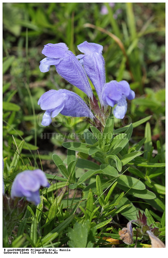  ������-�������� ����������, ������-�������� ��������������� ��������� ���������� ����������, ������-�����, �����������, ���������� ����, ��������, ������� ������, ������, ������ ��������, �����, ��������, ���������� ��������, �����������, ����������� ��������, �����, ����������� ��������, �����������, �����������, ������������ ��������, ������������ ��������, ������������, ������������ �����������, �����������, ������������, ������������ ��������, ������������ ��������, ������, �����, XYZ, ����������, �����������, Lamiaceae, Labiatae, ������������ ���������, Dracocephalum charkeviczii