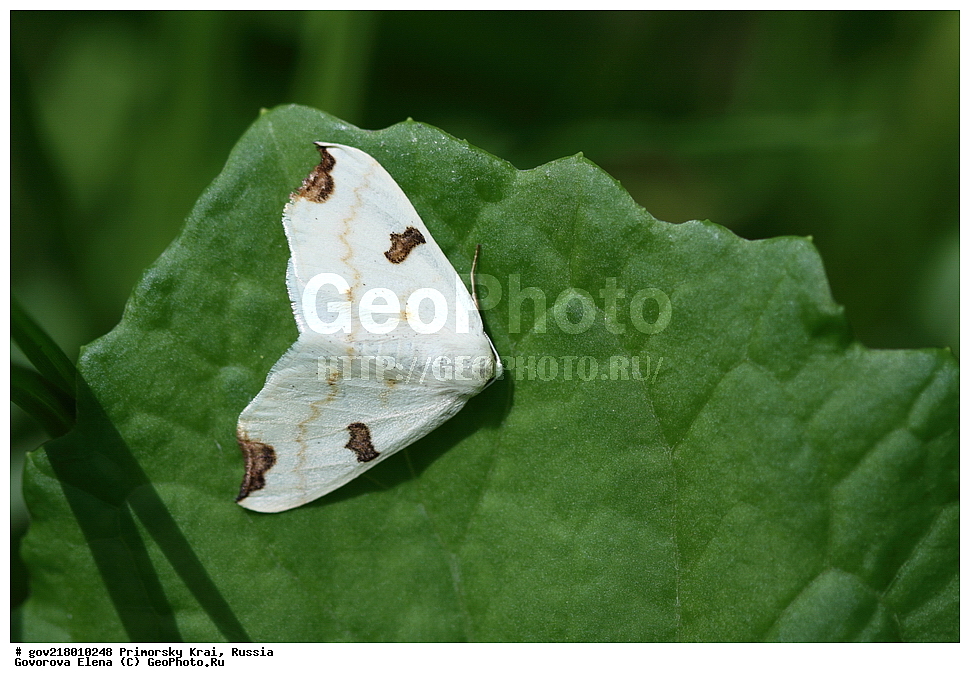 ������-�������� ����������, ������-�������� ��������������� ��������� ���������� ���������� , ������-�����, �����������, ���������� ����, ��������, ������� ������, ������, ��������, ��������, �����, ��������������, �������������, ���������, ���������, �������, �������, XYZ, ��������, ���������, Geometridae, ��������, Eilicrinia wehrlii