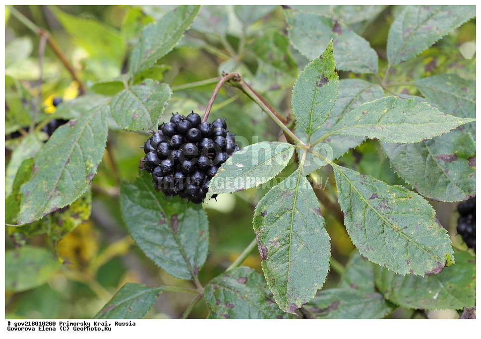 ������-�������� ����������, ������-�������� ��������������� ��������� ���������� ����������, ������-�����, �����������, ���������� ����, ��������, ������� ������, ������, ������ ��������, �����, ��������, ���������� ��������, ����, �����, ���������, ����������, ����������� ��������, �����������, �����������, ������������ ��������, ������������ ��������, ������������, ������������ �����������, �����������, ������������, ������������ ��������, ������������ ��������, ������, �����, XYZ, ���������, Araliaceae, ��������������� �������, ������������ �������, ����� �����, ��������� ��������, ׸���� ����, ������ ����, Eleutherococcus senticosus, Acanthopanax senticosus, Hedera senticosa, �����, �����, �����, ������, ����, �����