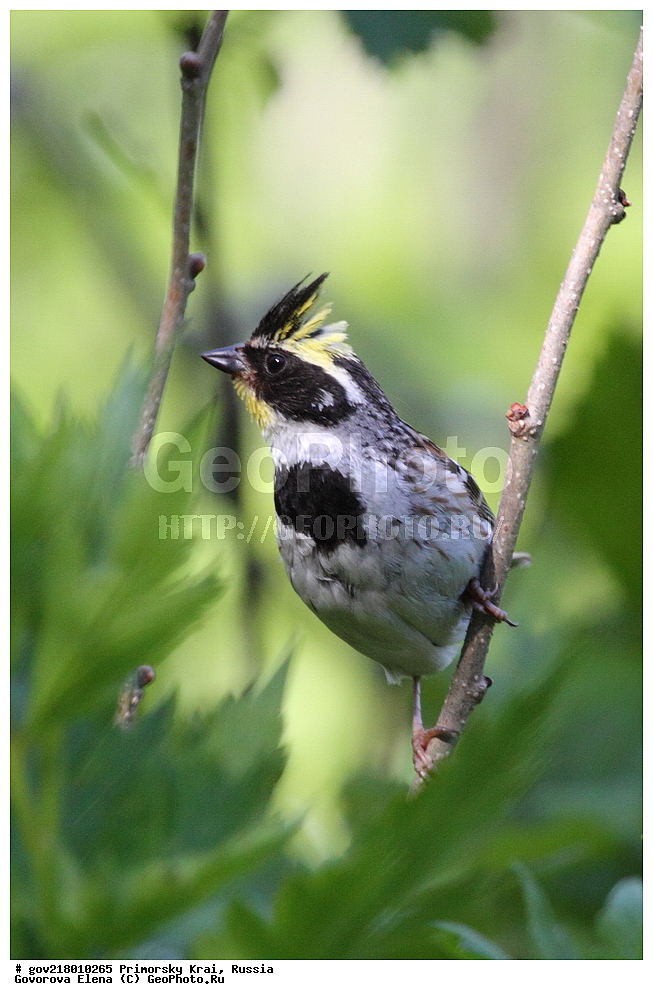 ������-�������� ����������, ������-�������� ��������������� ��������� ���������� ���������� , ������-�����, �����������, ���������� ����, ��������, ������� ������, ������, ��������, ��������, ��������, �����������, �����, �����, XYZ, ����������, Emberizidae, ����������� �������, Emberiza elegans, Schoeniclus elegans