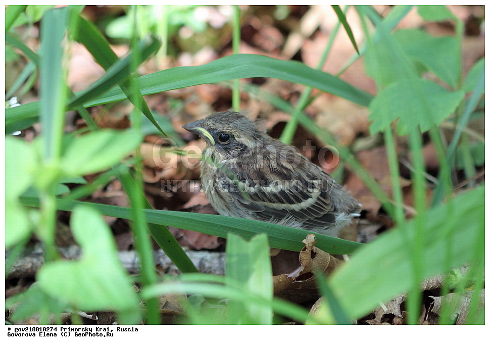 ������-�������� ����������, ������-�������� ��������������� ��������� ���������� ���������� , ������-�����, �����������, ���������� ����, ��������, ������� ������, ������, ��������, ��������, ��������, �����������, �����, �����, XYZ, ����������, Emberizidae, ����������� �������, Emberiza elegans, Schoeniclus elegans, ������, �����